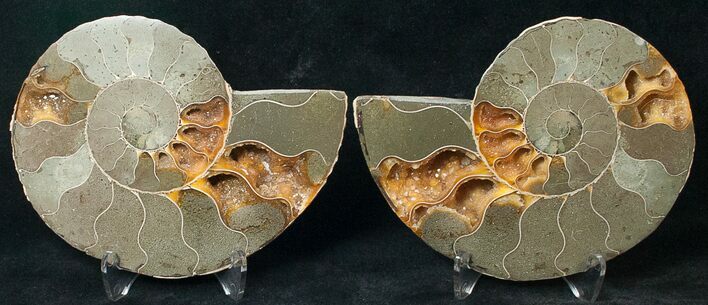 Polished Ammonite Pair - Million Years #17684